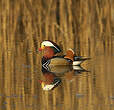 Canard mandarin