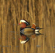 Mandarin Duck