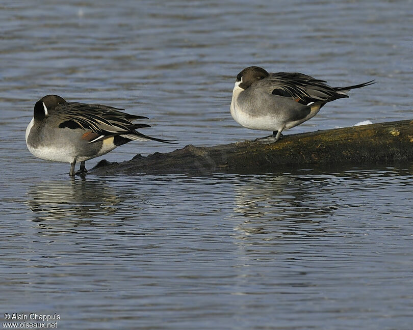 Northern Pintail male adult, identification, Behaviour