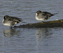 Canard pilet