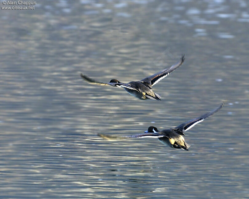 Northern Pintail male adult, identification, Flight, Behaviour