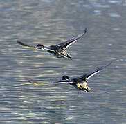 Canard pilet