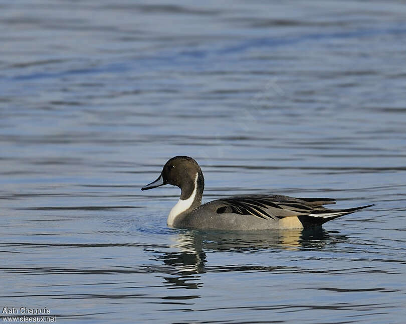 Canard pilet mâle adulte, identification, nage