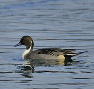 Canard pilet