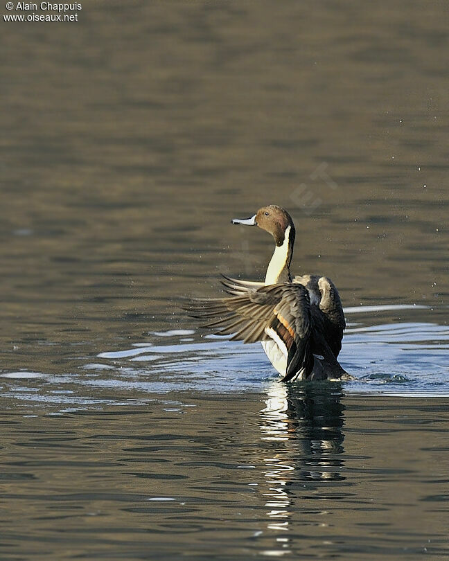 Northern Pintail male adult, identification, Flight, Behaviour