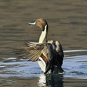 Northern Pintail