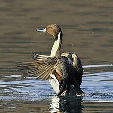 Canard pilet