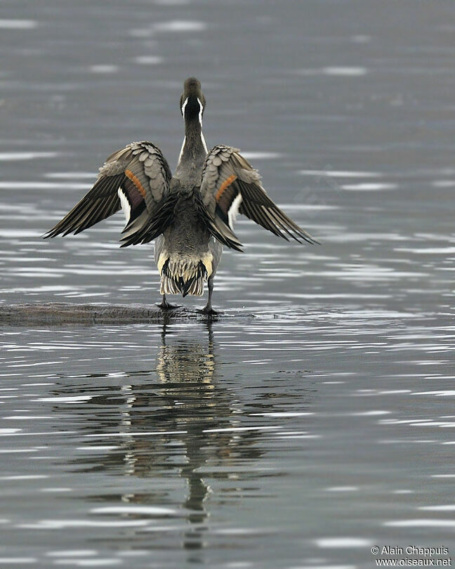 Canard pilet mâle adulte, Vol