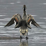 Northern Pintail