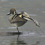 Canard pilet