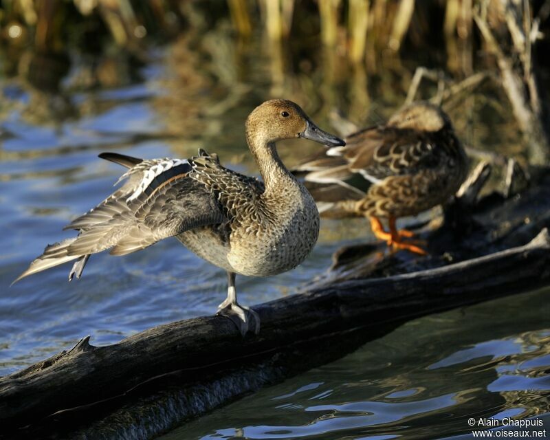 Northern Pintail female adult post breeding, identification, Behaviour