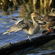 Northern Pintail