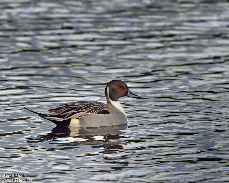 Canard pilet mâle adulte, identification