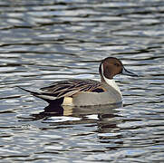 Canard pilet