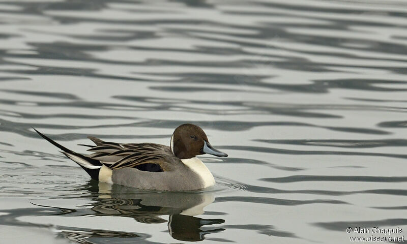 Northern Pintail male adult post breeding, identification, Behaviour