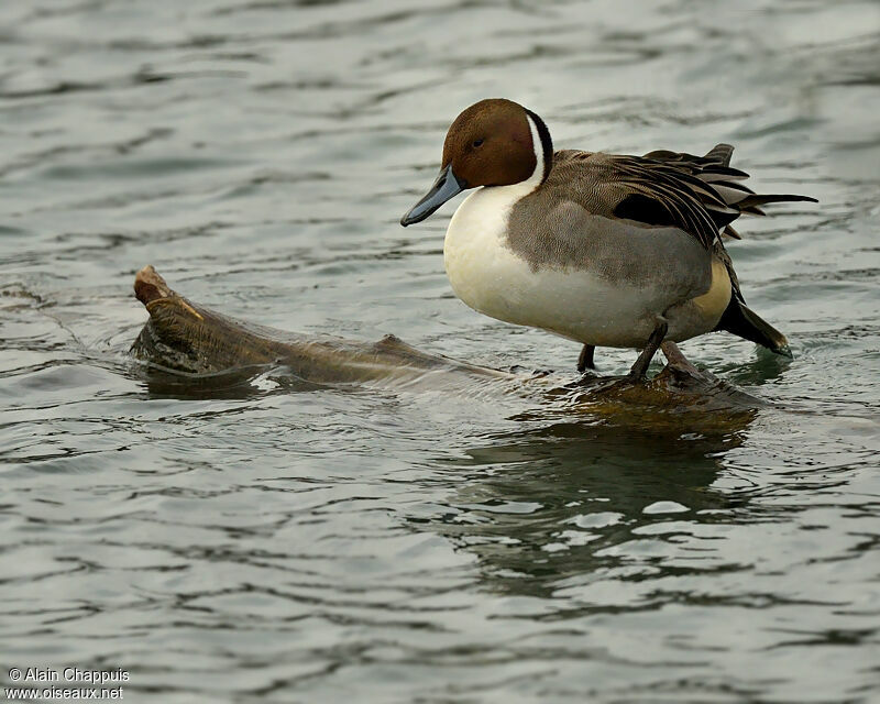 Canard pilet mâle adulte, identification, Comportement