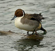 Northern Pintail