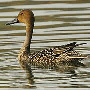 Northern Pintail