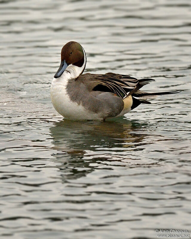 Canard pilet mâle adulte, identification, Comportement