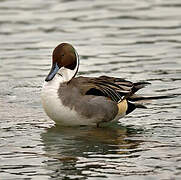 Northern Pintail