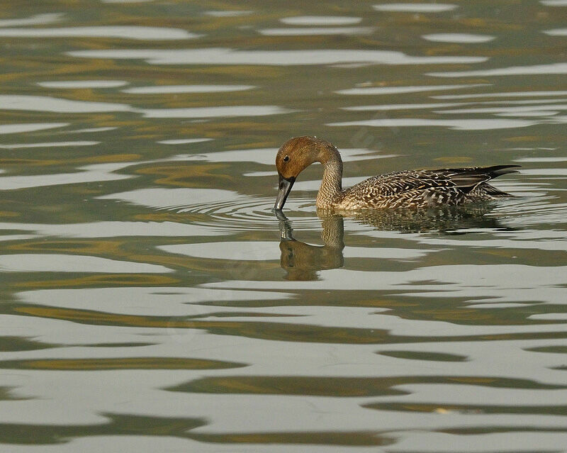 Northern Pintail female, identification, Behaviour