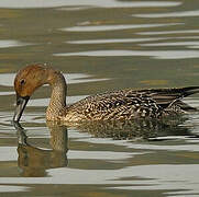 Canard pilet