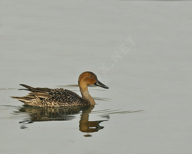 Canard pilet femelle, identification, Comportement