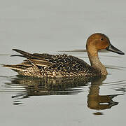 Northern Pintail