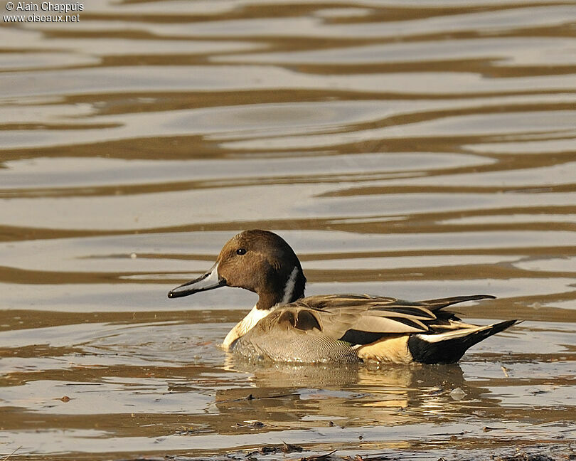 Canard pilet mâle adulte, identification, Comportement