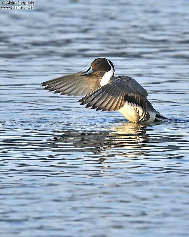 Northern Pintail male adult post breeding, identification, Behaviour