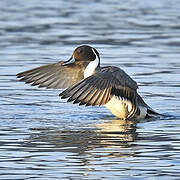 Canard pilet