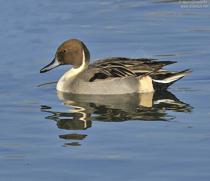 Northern Pintail male adult post breeding, identification, Behaviour