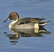 Northern Pintail