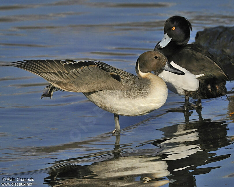 Northern Pintail male adult post breeding, identification, Behaviour