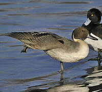 Northern Pintail