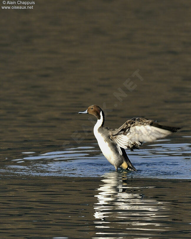 Northern Pintail male adult, identification, Flight, Behaviour