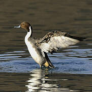 Canard pilet