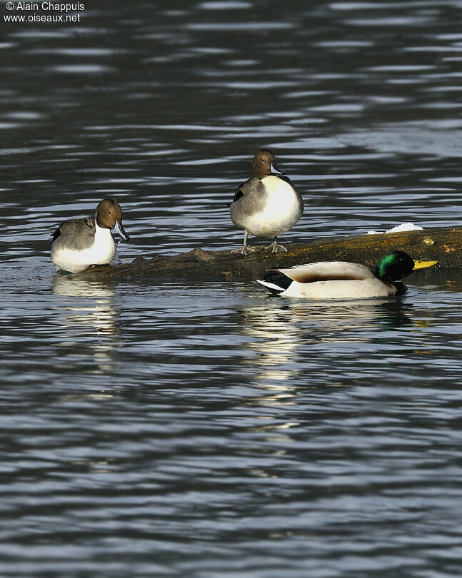 Canard pilet mâle adulte, identification, Comportement