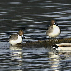 Canard pilet