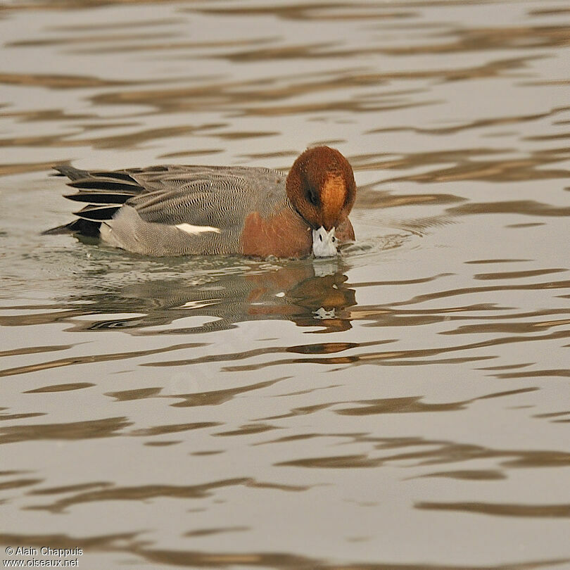 Eurasian Wigeon male adult breeding, identification, Behaviour