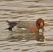 Eurasian Wigeon