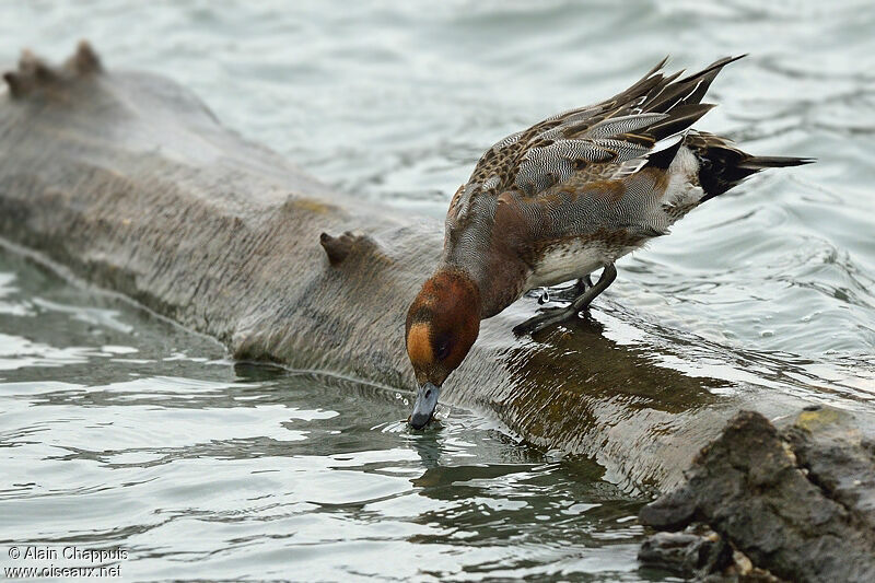 Eurasian Wigeon male, identification, Behaviour