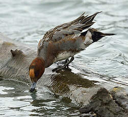 Canard siffleur