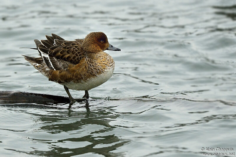 Canard siffleur femelle adulte, identification, Comportement