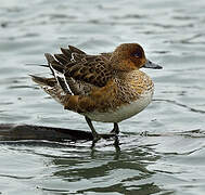 Canard siffleur