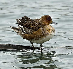 Canard siffleur