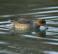 Eurasian Wigeon