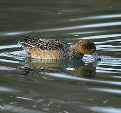 Canard siffleur