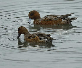 Canard siffleur