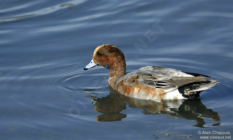 Eurasian Wigeon male adult post breeding, identification, Behaviour